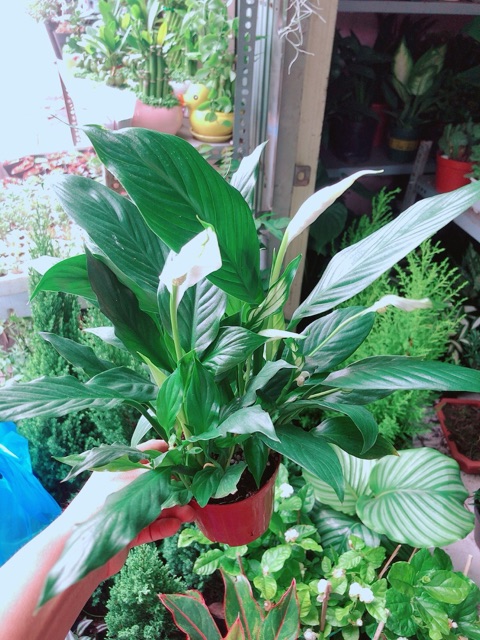 Chậu Cây Lan Ý Thuỷ Sinh