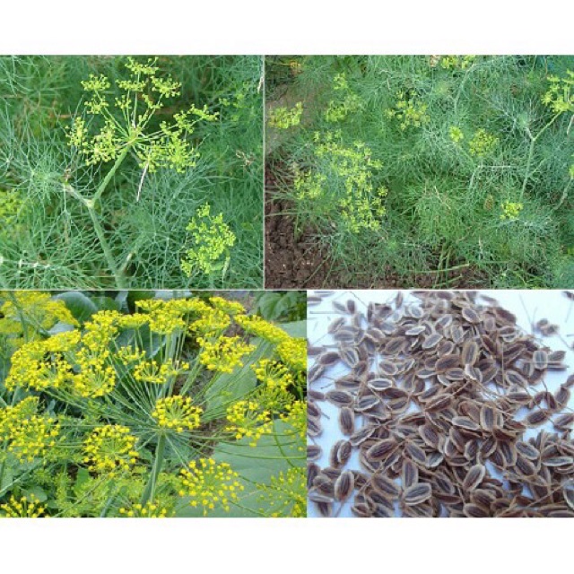 Hạt giống rau thì là, rau gia vị