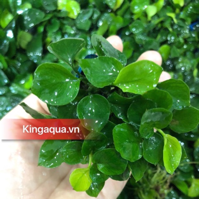 Cây ráy lá tròn (to) (Chỉ ship miền Bắc và đầu miền Trung)