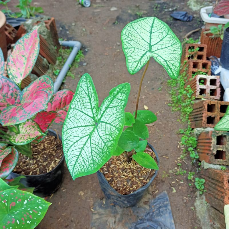 Chậu cây môn trắng  size 45cm- Caladium white christmas