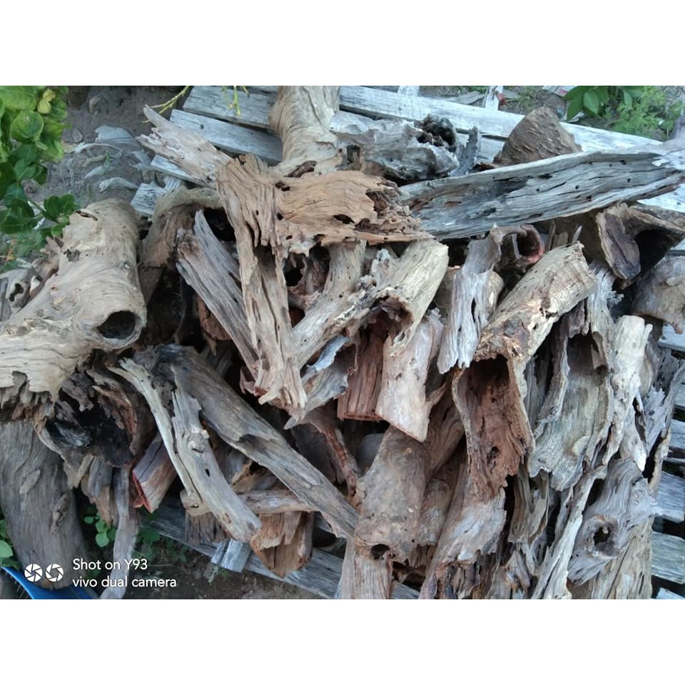 LŨA SAN  ĐÁ ỐNG RỖNG - TRANG TRÍ HỒ CÁ TÉP THỦY SINH