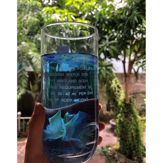 10 hạt giống hoa đậu biếc