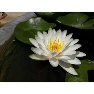 Cây hoa súng Thái lan màu trắng hằng nga V-16