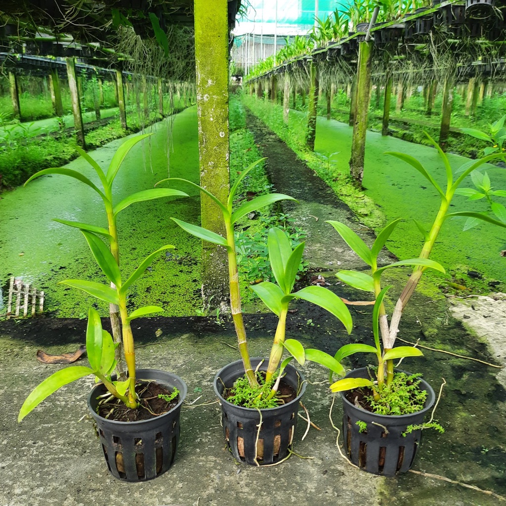 Hoa Lan Dendro Nắng Hoàng Kim