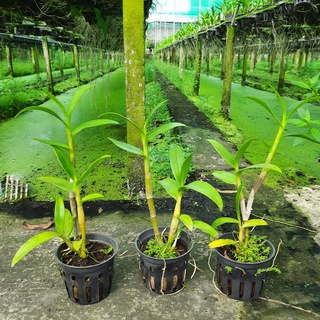 Hoa Lan Dendro Nắng Hoàng Kim