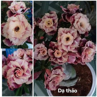 5 cây sứ thái giống