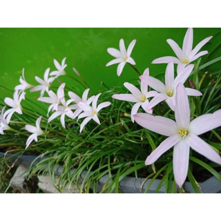 Củ Huệ mưa ( củ mẹ)
