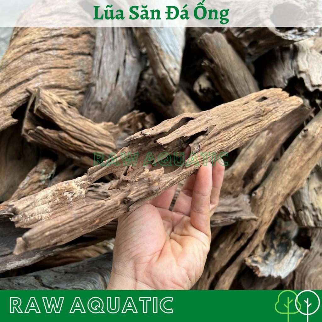 Lũa Săn Đá Ống Trang Trí, Setup Bể Cá Cảnh, Bể Thủy Sinh