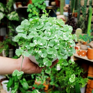 Cây Rau má bạc hà - Cây tích tuyết thảo chậu treo có hương thơm
