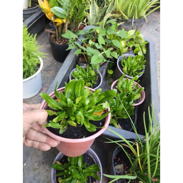 cây ngò gai cây mùi tàu rau gia vị, loại mềm thơm, dễ nảy cây con (eryngium foetidum)