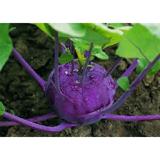 SU HÀO TÍM VIENA CỦA HÃNG SEN VÀNG BỊCH 2GR