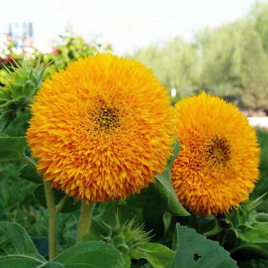 HẠT GIỐNG HOA HƯỚNG DƯƠNG KÉP VÀNG CAM - GÓI 1 GRAM