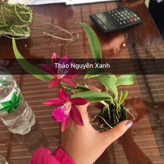 Catlaya mini cánh sáp