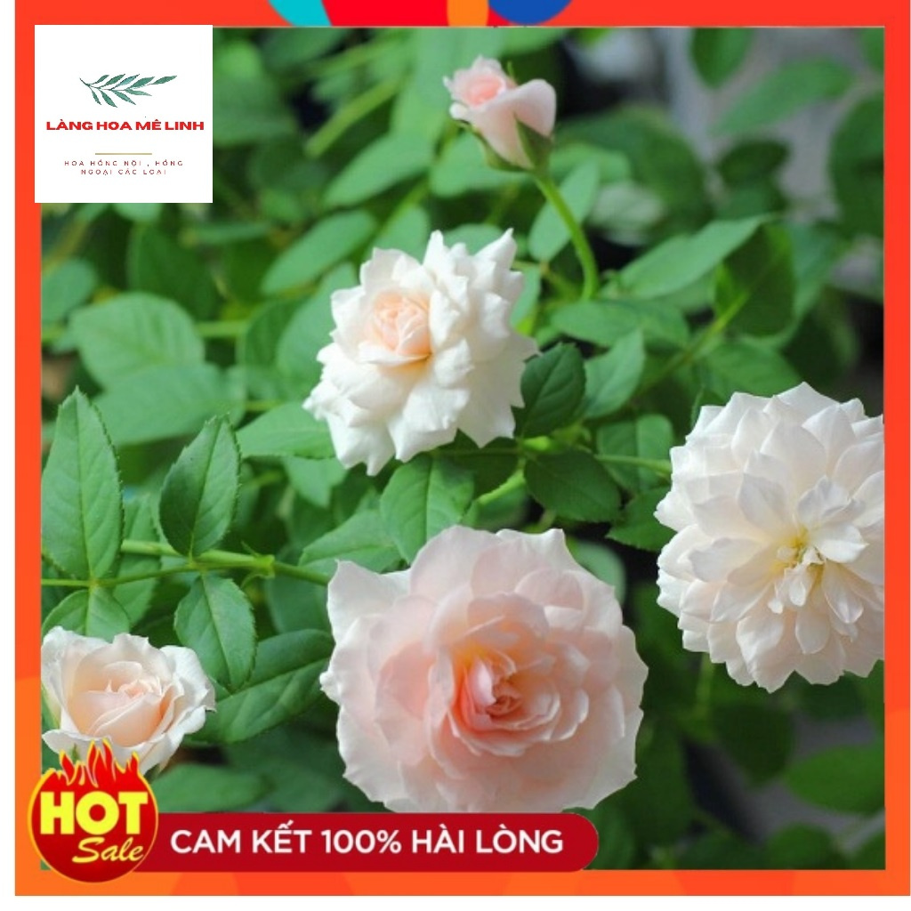 Hoa hồng Misaki Rose [😘HOA NHẬT SIÊU THƠM😘]- Nếu bạn muốn chọn một giống hoa khỏe, sai hoa, dễ trồng , hoa màu hồng phấn