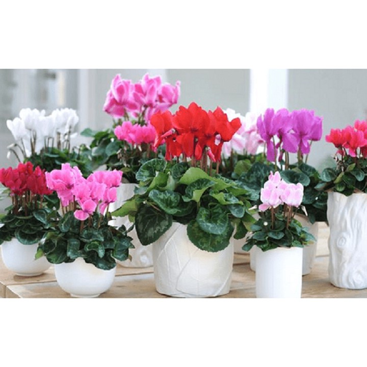 CHẬU HOA ANH THẢO SIÊU ĐẸP ,ĐỦ MÀU HOA