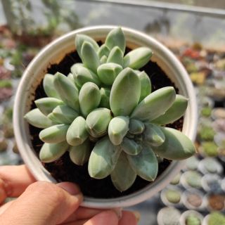 Sen đá kim cương trắng sz trung