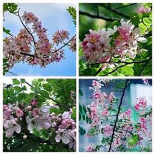 CÂY GIỐNG MUỒNG HOA ĐÀO