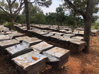 Mật ong nguyên chất