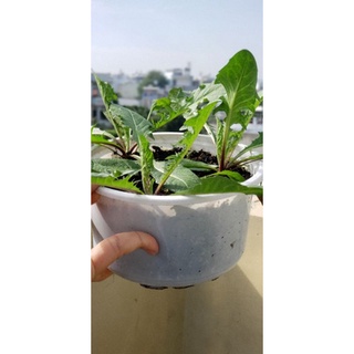 Cây giống Bồ Công Anh lùn (3 cây 1 chậu)