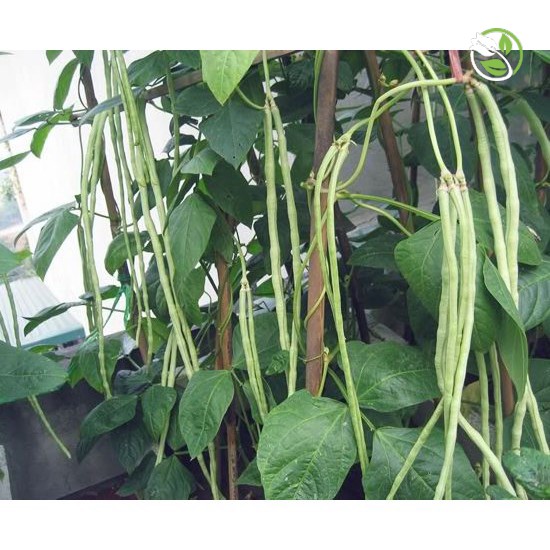 Hạt Giống Đậu Đũa Hạt Đen Phú Nông - Gói 10g - Yard Long Bean Black Seeds