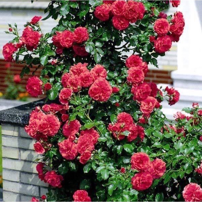 Hoa hồng leo pháp - Dây leo đủ mầu cho khách hàng chọn,