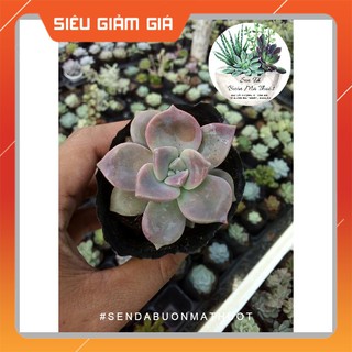 SEN ĐÁ HỒNG MẬP 🧚[SIÊU ĐẸP]🧚 - SEN ĐÁ BUÔN MA THUỘT