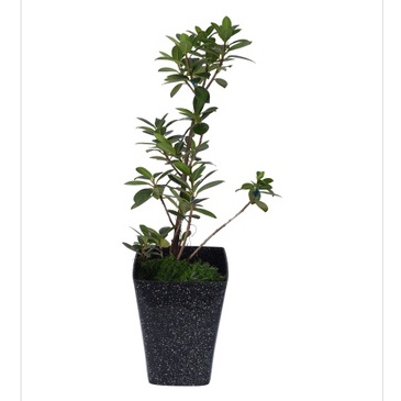 Chậu nhựa vuông dáng cao lòng sâu VD19 (19x25cm) nhiều màu siêu xinh, chất dày đẹp