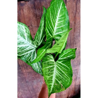 Trầu bà gân trắng