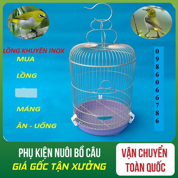 Đặc Điểm 2 Loài Chim Chích Chòe Than & Chòe Lửa - RUNGASIA.COM