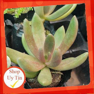 sen đá nanh heo🍏 |FREESHIP| 🔥 XỨ NÓNG, ĐÃ THUẦN KHÍ HẬU, KHOẺ ĐẸP 🍏 LỖI 1 ĐỔI 1