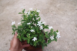 Chậu cây hoa Mai Chỉ Thiên