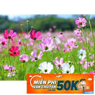 100 Hạt giống hoa Sao nhái mix (Giá chỉ 5k/gói)