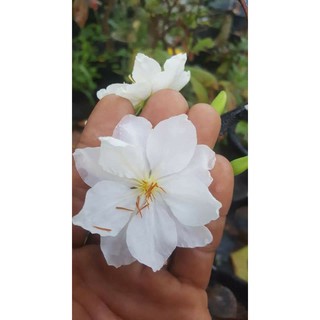 100 HẠT BẠCH MAI