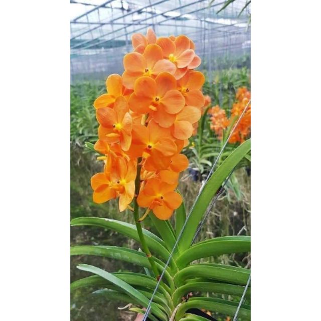 Lan Asco đủ màu cây trưởng thành