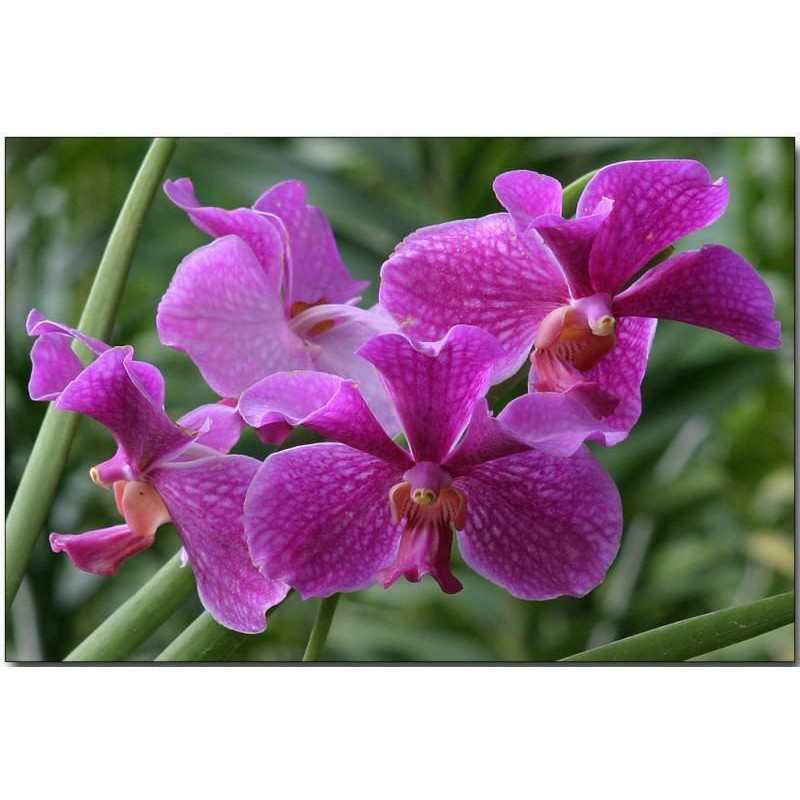 Combo 10 Cây Lan Giống Mokara cao 20-30cm nhiều màu,Đỏ,Vàng,Hồng,Tím,Trắng