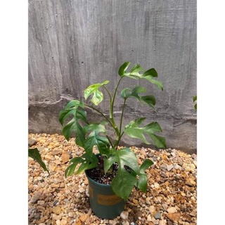 Cây trầu bà xẻ mini, philodron rhaphidophora- mons mini