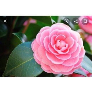 cây hoa trà my đang nụ