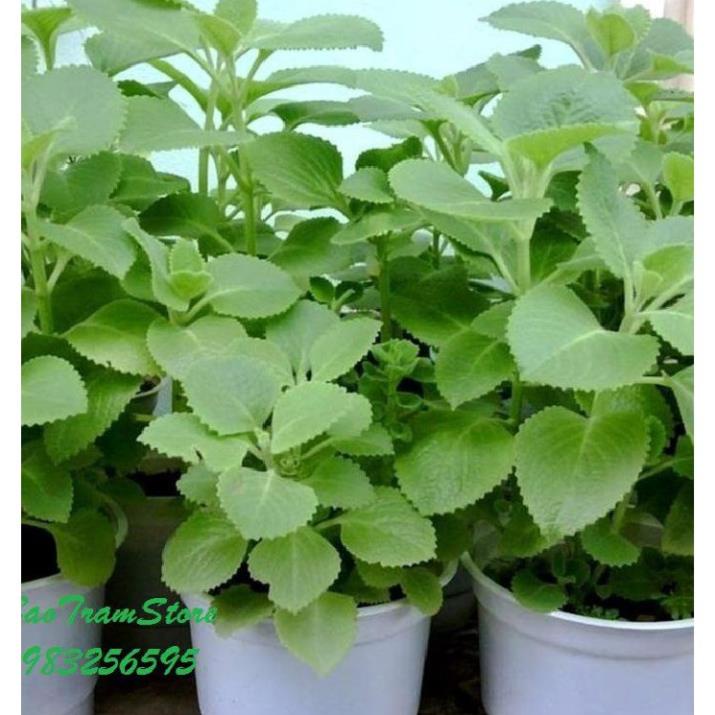 Hạt giống Húng Chanh 0.2Gram