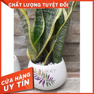 CÂY LƯỠI HỔ CAO chậu SỨ TRÒN - Cây cảnh đẹp phong thủy để bàn Free ship toàn quốc