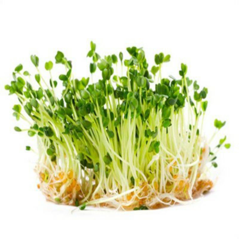 hạt giống rau mầm thảo dược methi - gói 20gr