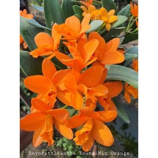 Hoa lan cát mini Phụng Hoàng Lửa đang nụ