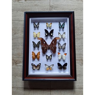 Bộ sưu tập 15 con bướm