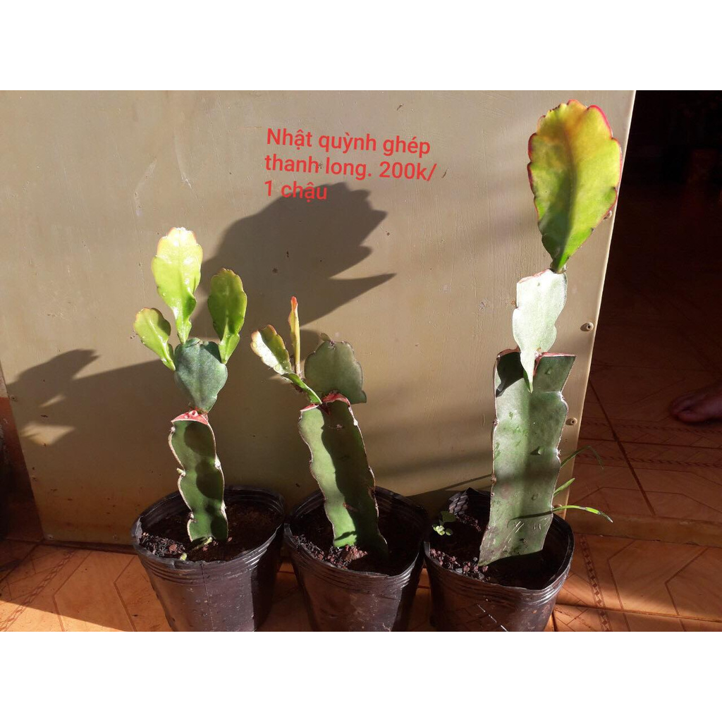 Đại Nhật Quỳnh ghép Thanh Long