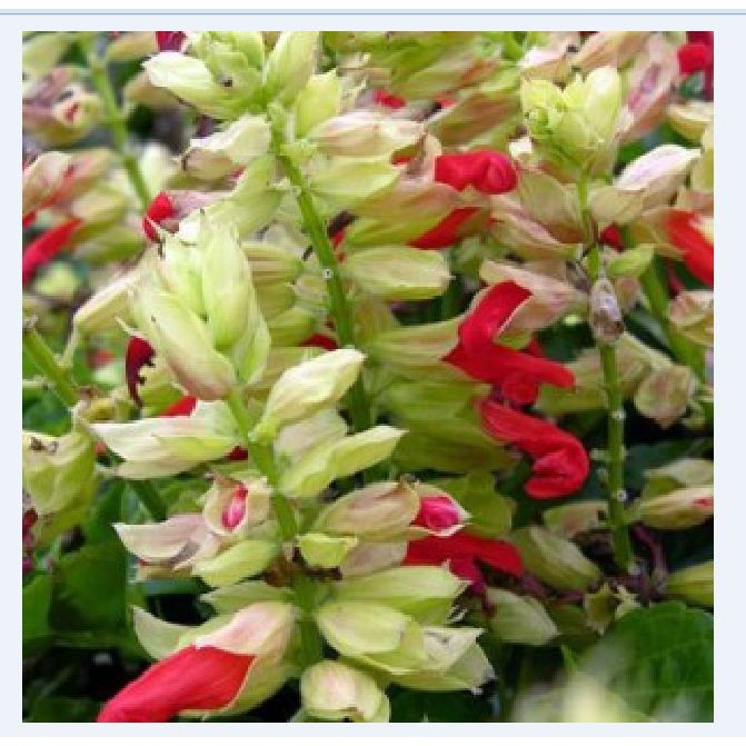 Hạt giống hoa xác pháo mix màu - 1 gói 100 hạt