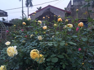 Hoa hồng (the poet”s wife )