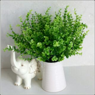Cụm lá vảy ốc 7 nhánh