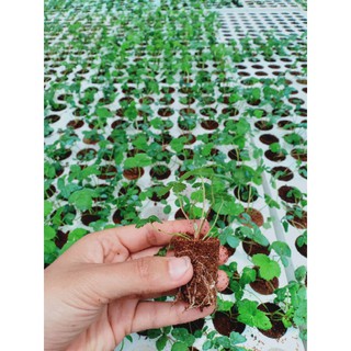 SET 6 CÂY GIỐNG DÂU NHẬT AMAOU