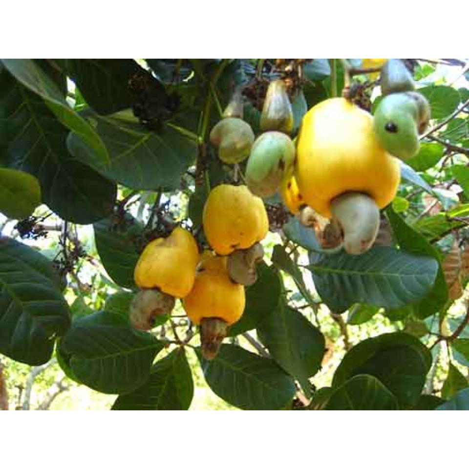 HẠT ĐIỀU XUẤT KHẨU 500G