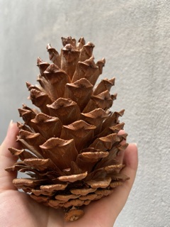 Quả thông khô trang trí