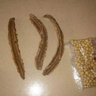 Hạt đậu rồng già (500gr)